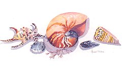 Shell 2